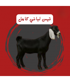 تيس لباني كامل